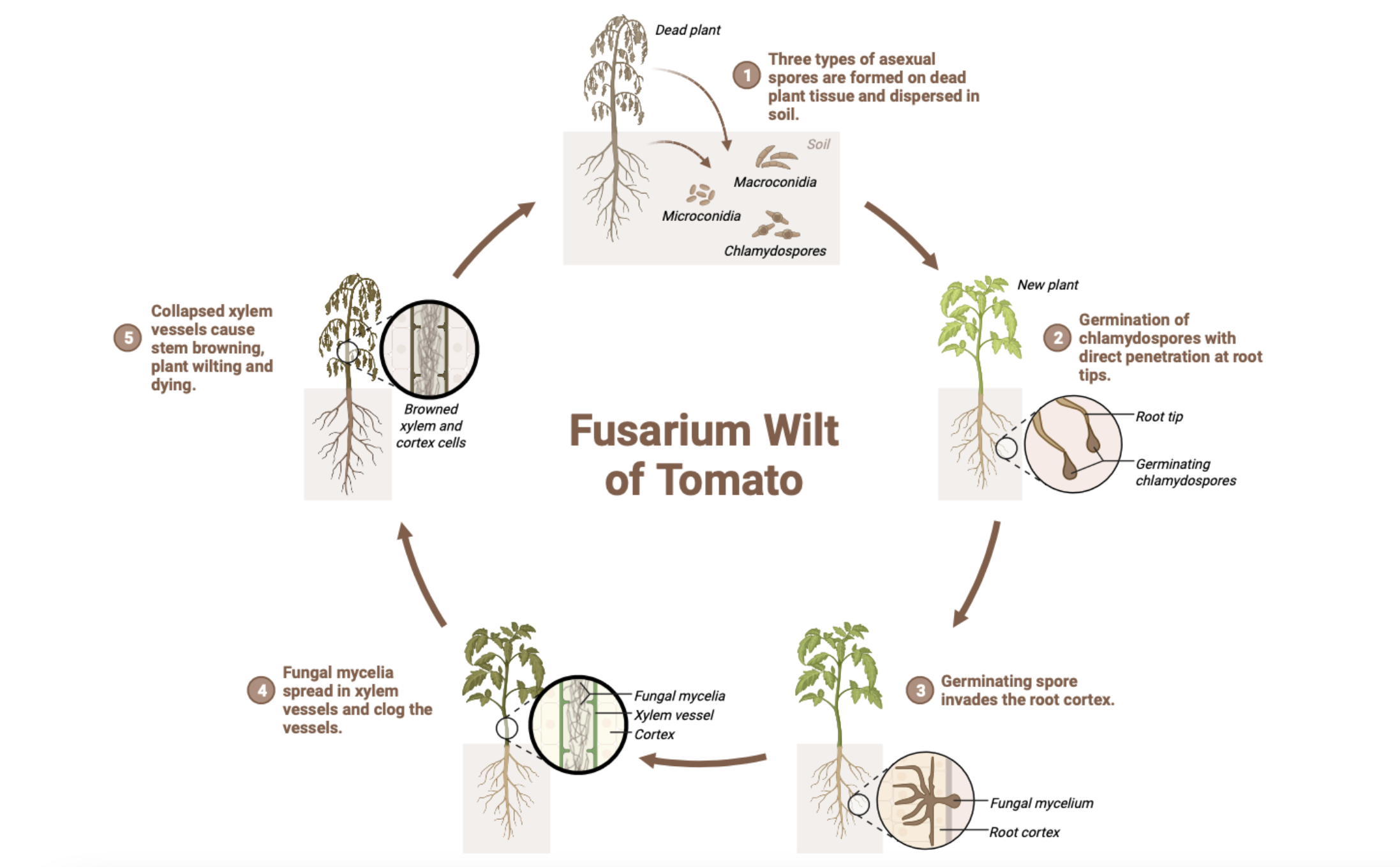 Mencegah Dan Melindungi Tanaman Tomat Dari Penyakit Layu Fusarium 9370